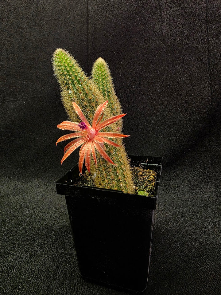 Golden Rat Tail Cactus #05