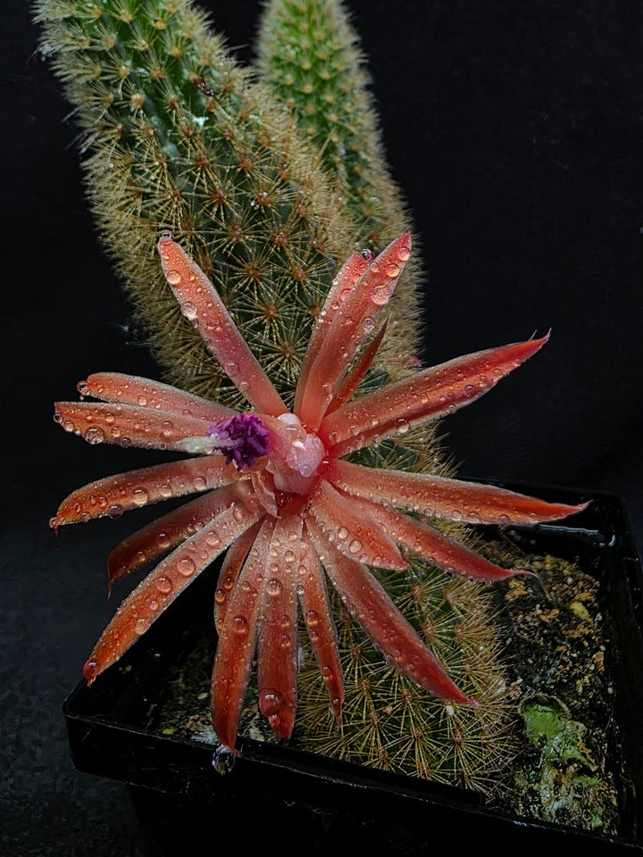 Golden Rat Tail Cactus #05
