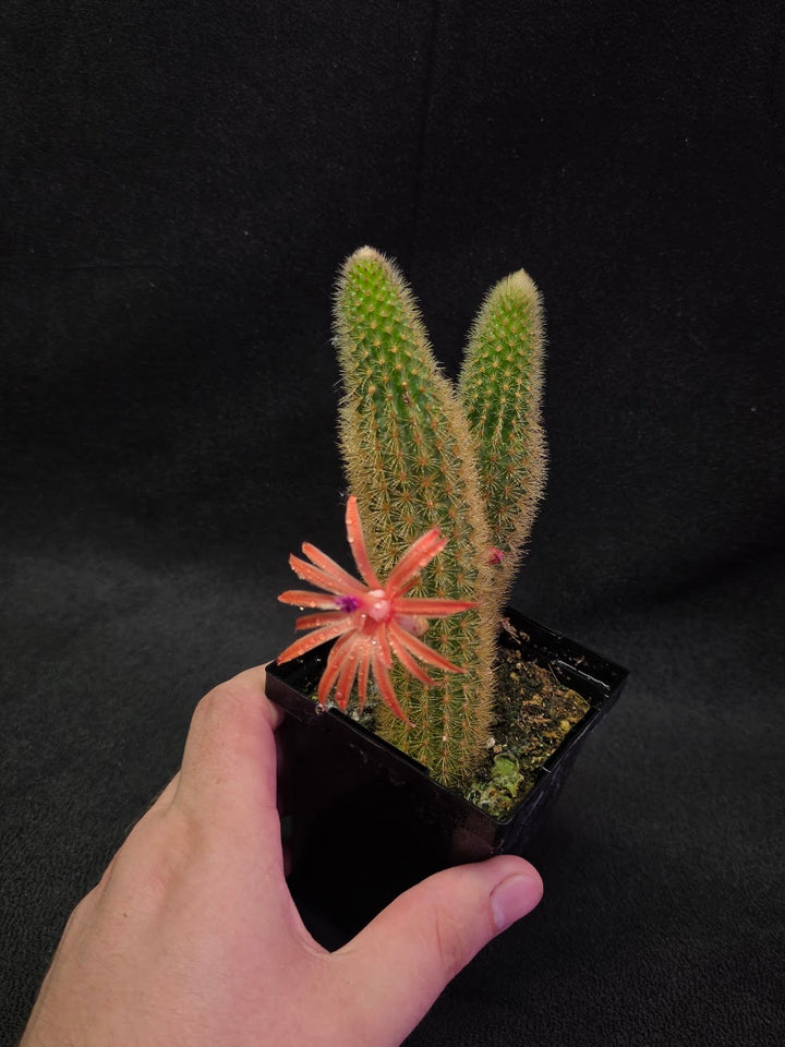 Golden Rat Tail Cactus #05