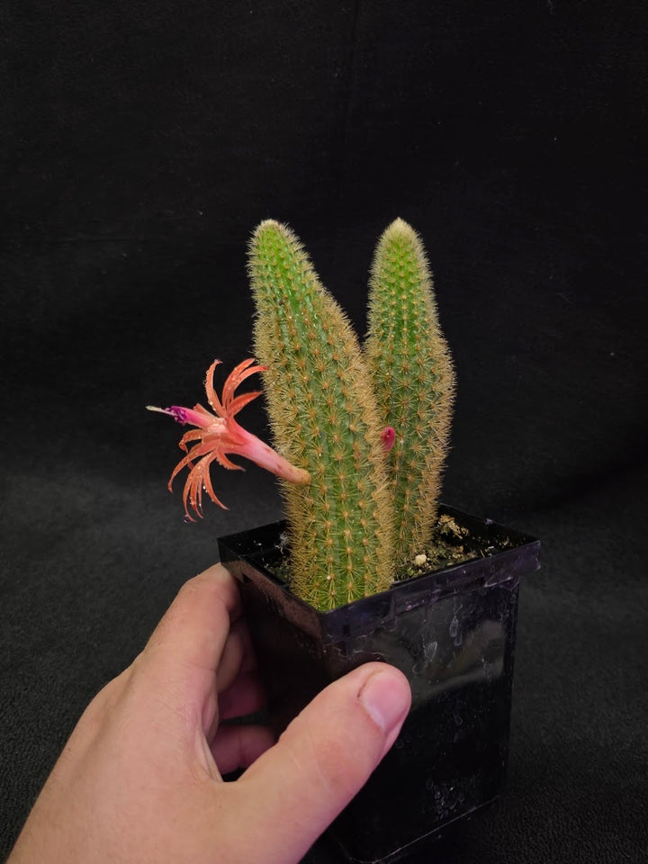 Golden Rat Tail Cactus #05