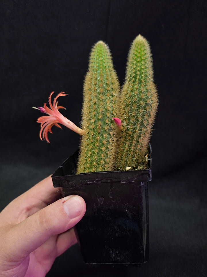 Golden Rat Tail Cactus #05