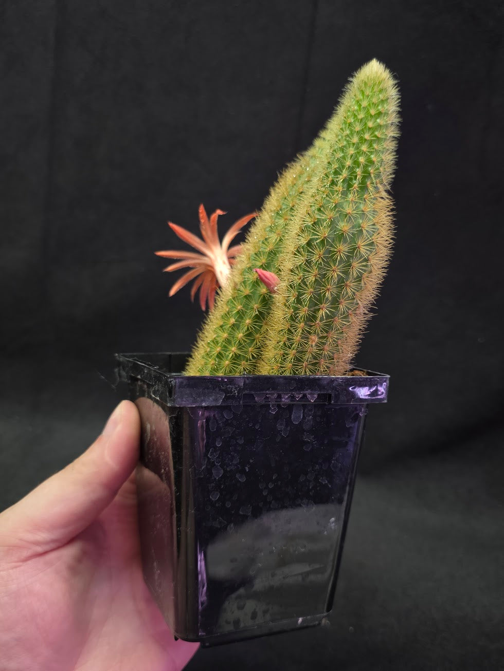 Golden Rat Tail Cactus #05
