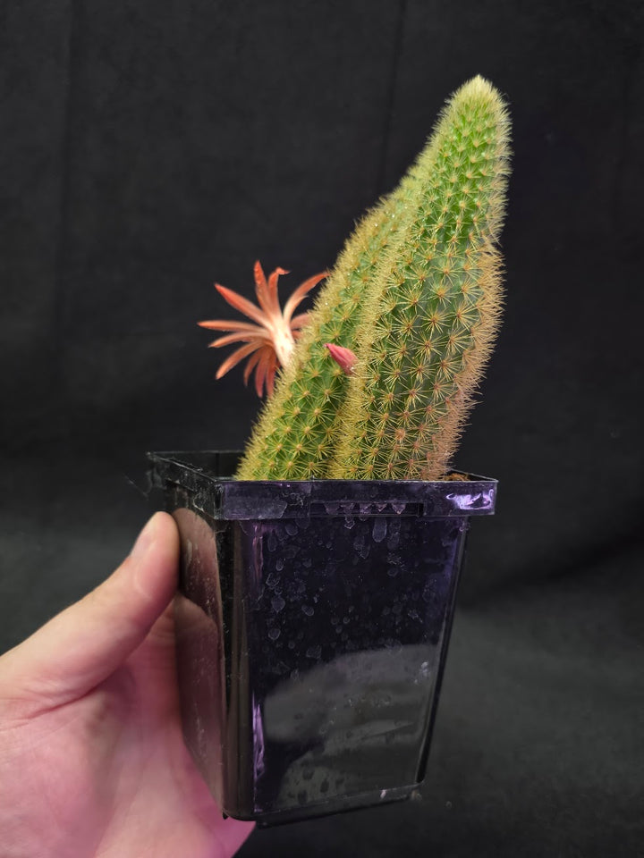 Golden Rat Tail Cactus #05