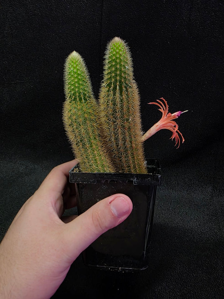 Golden Rat Tail Cactus #05