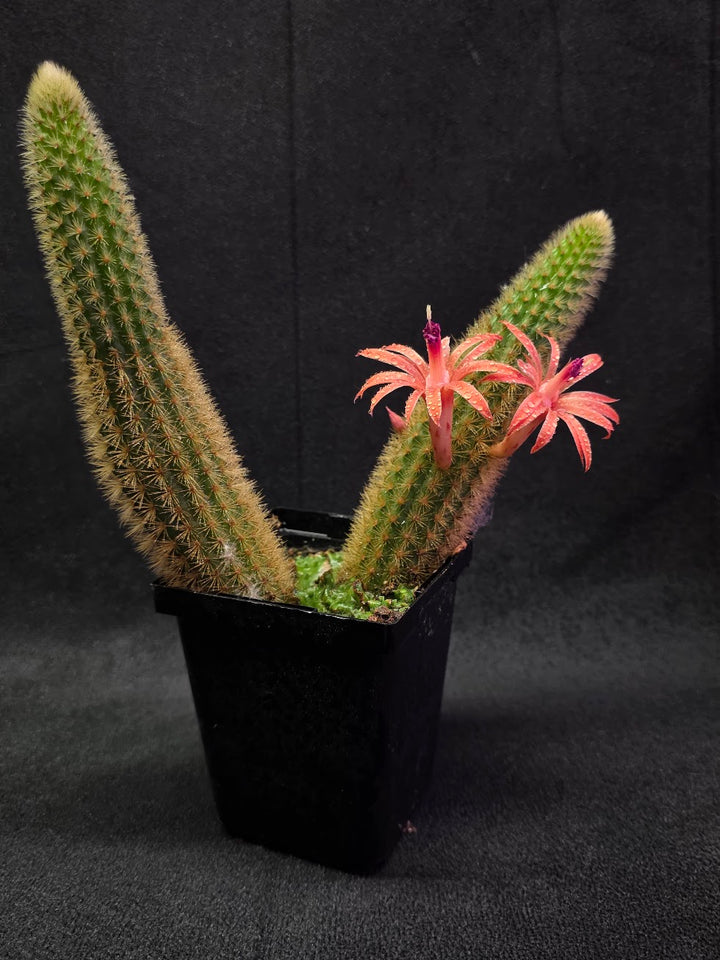 Golden Rat Tail Cactus #06