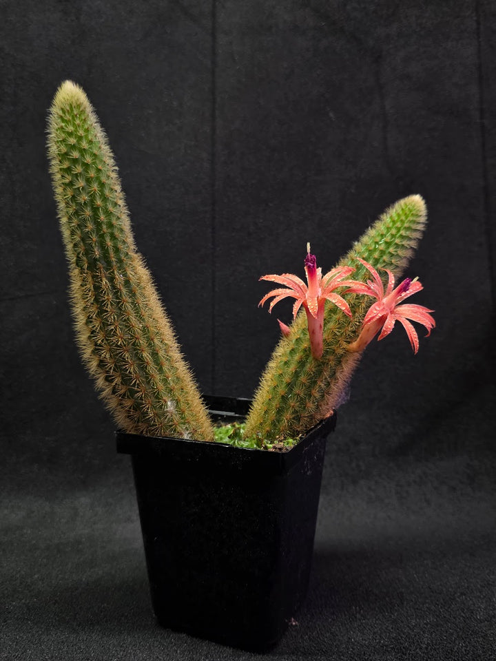 Golden Rat Tail Cactus #06