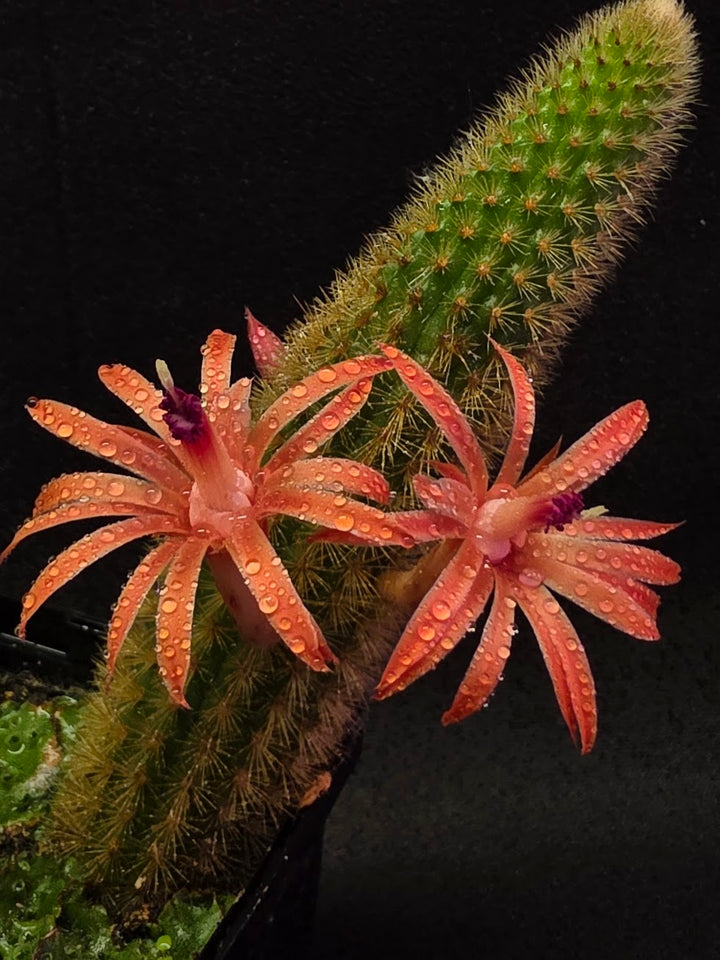 Golden Rat Tail Cactus #06