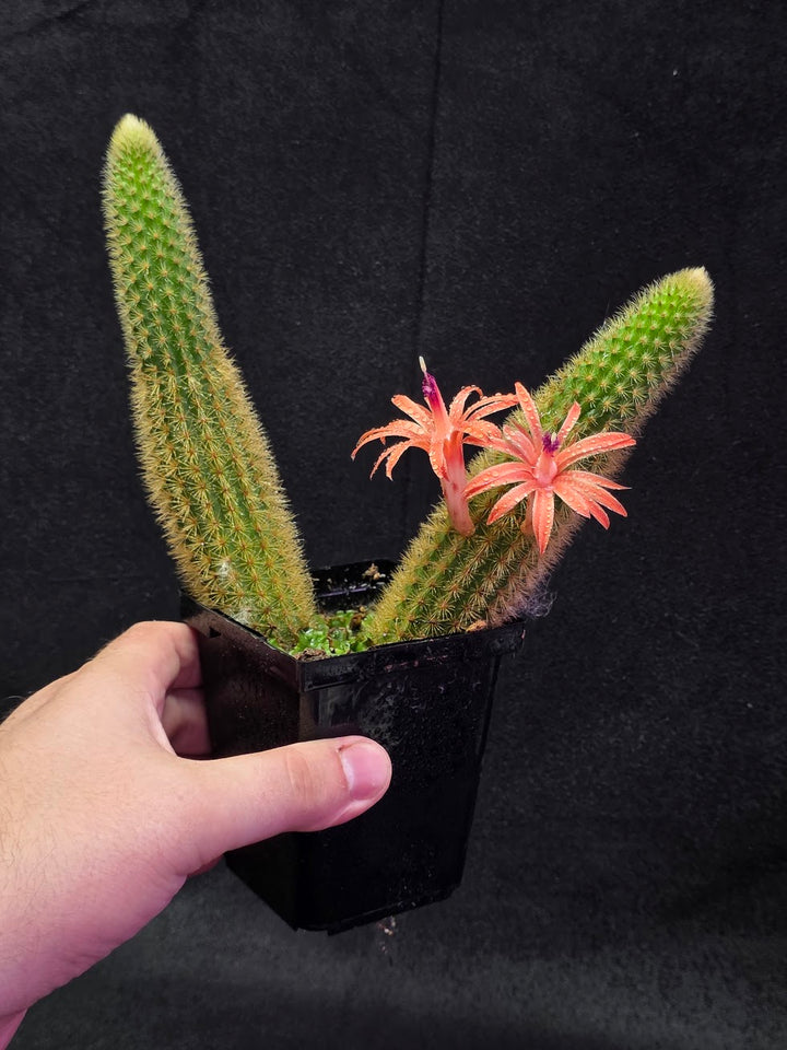 Golden Rat Tail Cactus #06
