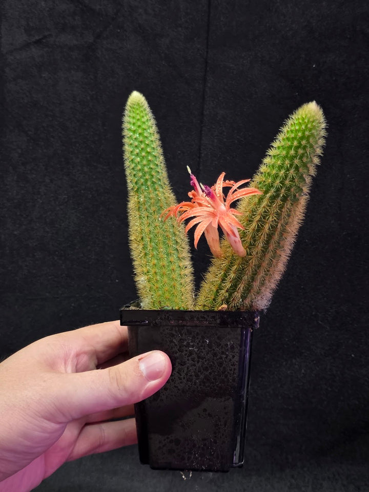 Golden Rat Tail Cactus #06