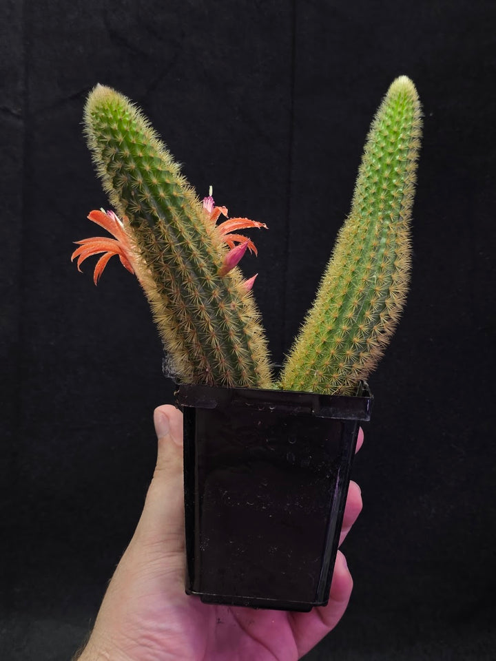 Golden Rat Tail Cactus #06