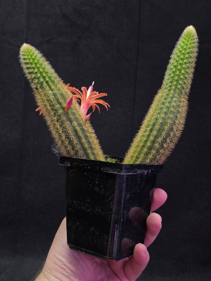 Golden Rat Tail Cactus #06