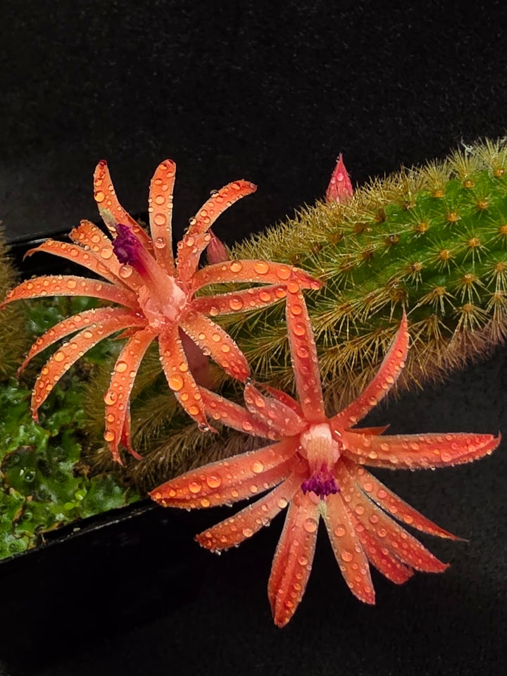 Golden Rat Tail Cactus #06