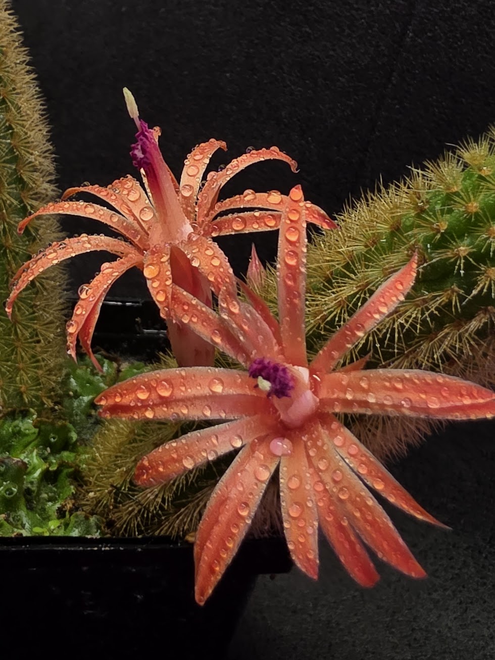 Golden Rat Tail Cactus #06