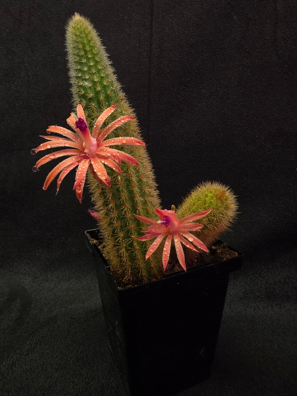 Golden Rat Tail Cactus #08