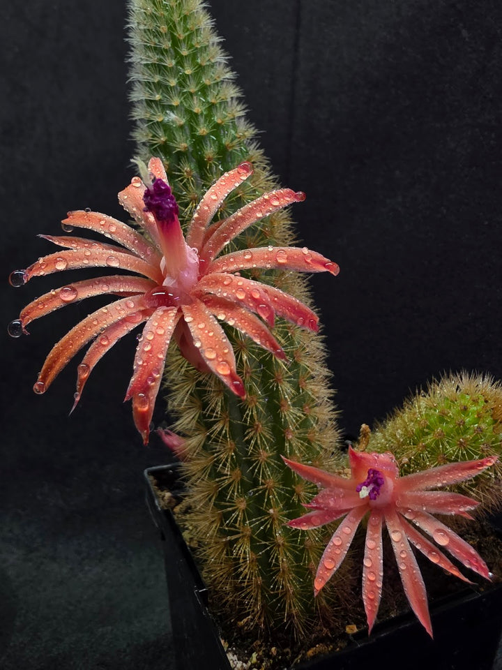 Golden Rat Tail Cactus #08