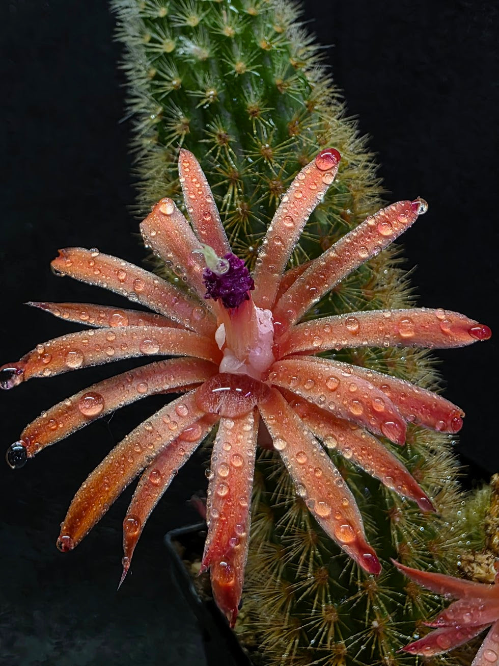 Golden Rat Tail Cactus #08