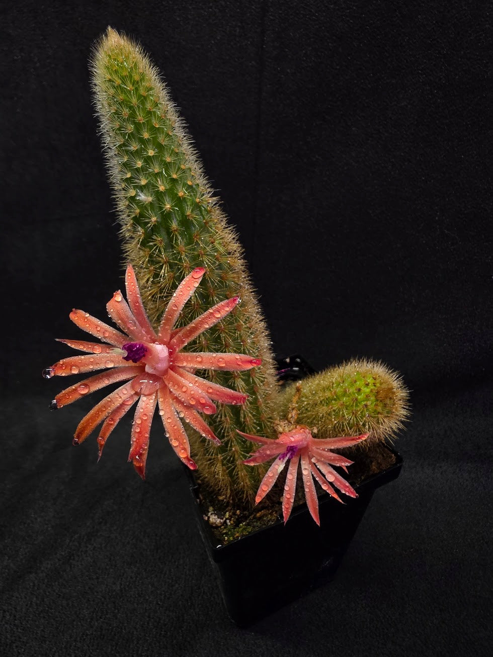 Golden Rat Tail Cactus #08