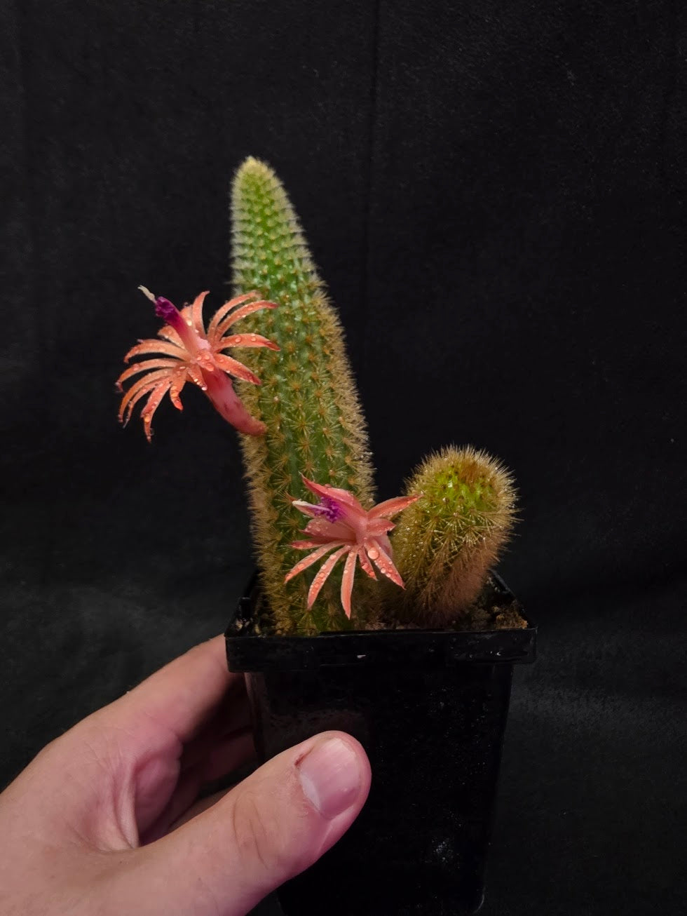 Golden Rat Tail Cactus #08