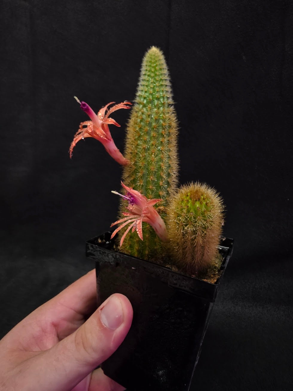 Golden Rat Tail Cactus #08