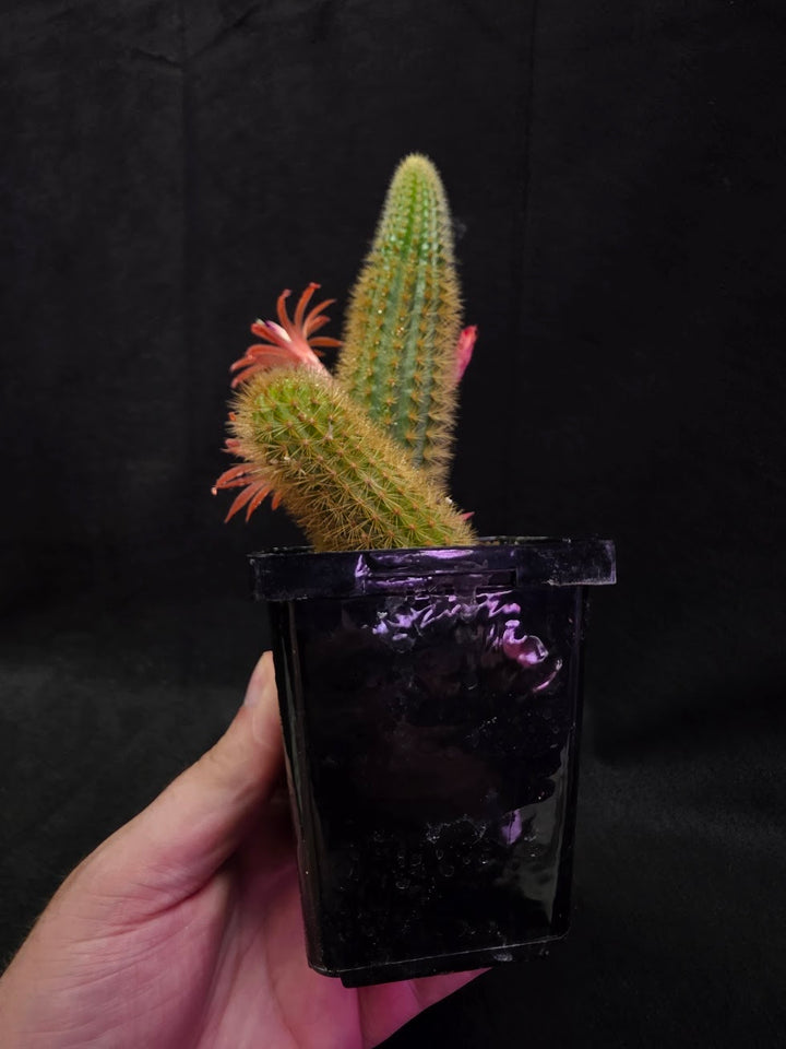 Golden Rat Tail Cactus #08