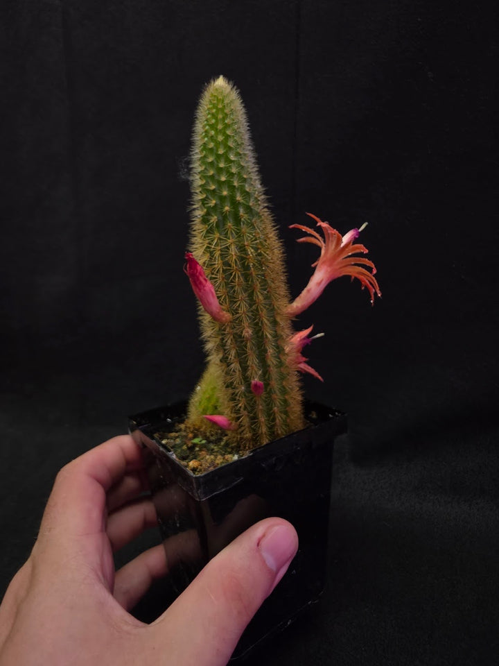 Golden Rat Tail Cactus #08