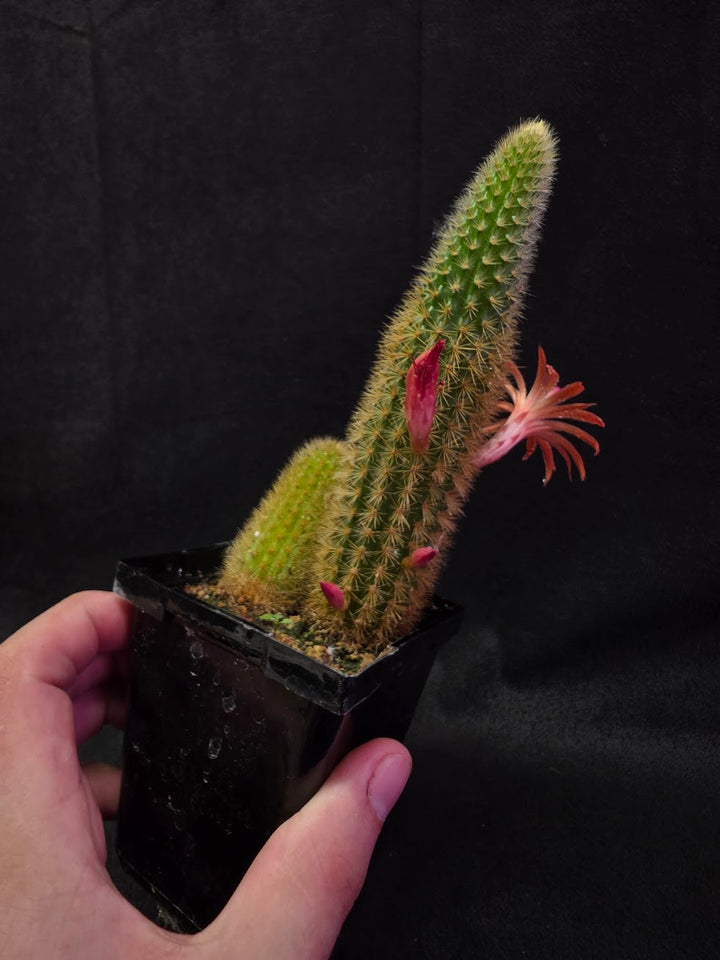 Golden Rat Tail Cactus #08