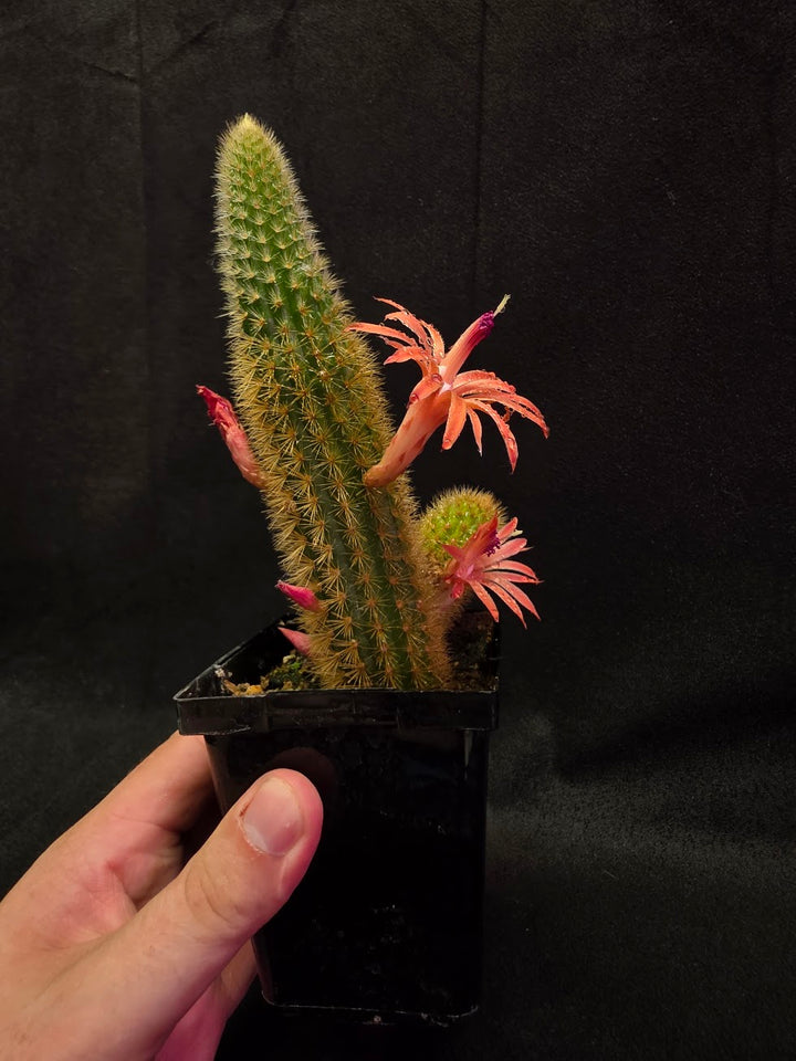 Golden Rat Tail Cactus #08