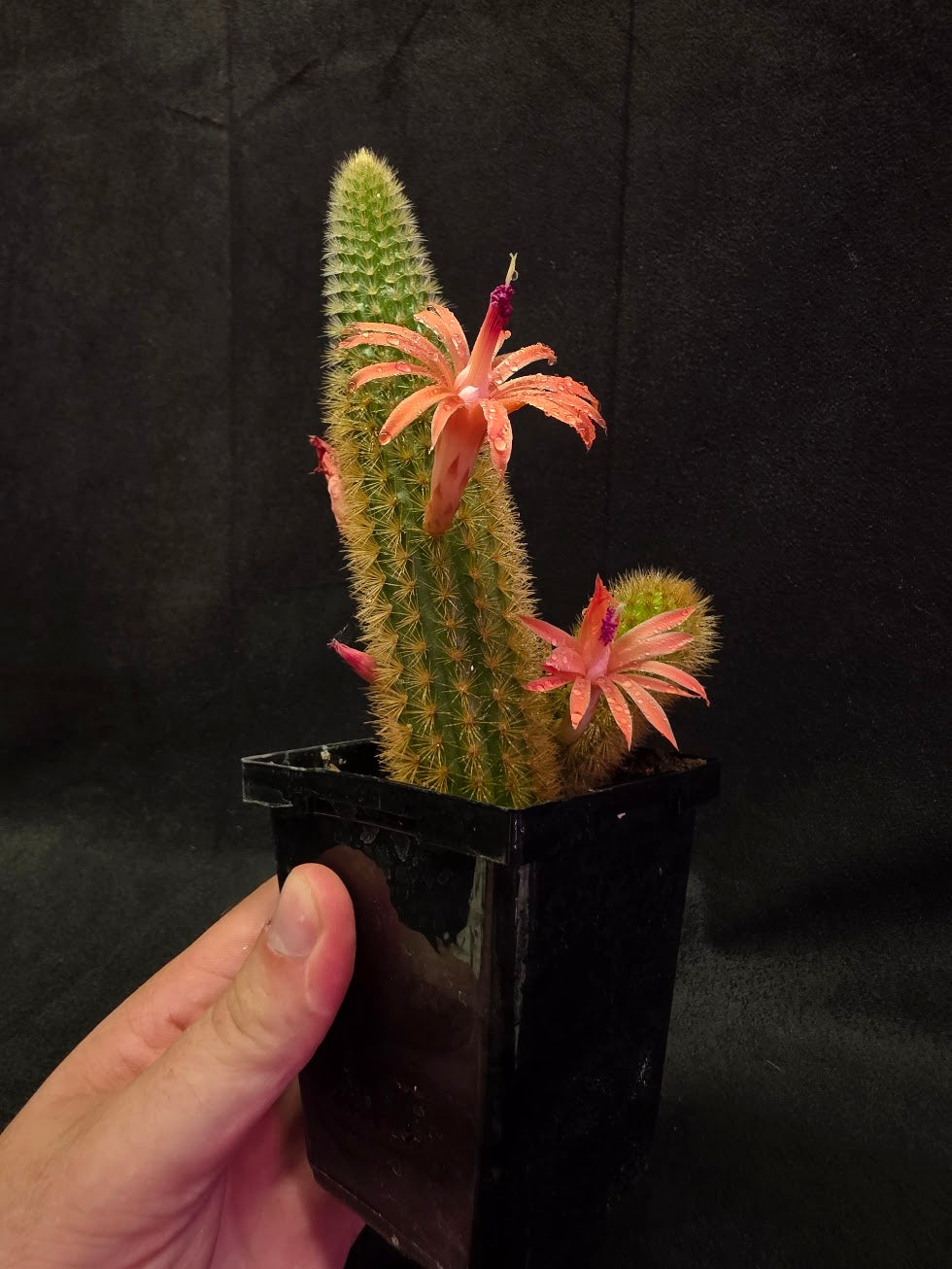 Golden Rat Tail Cactus #08