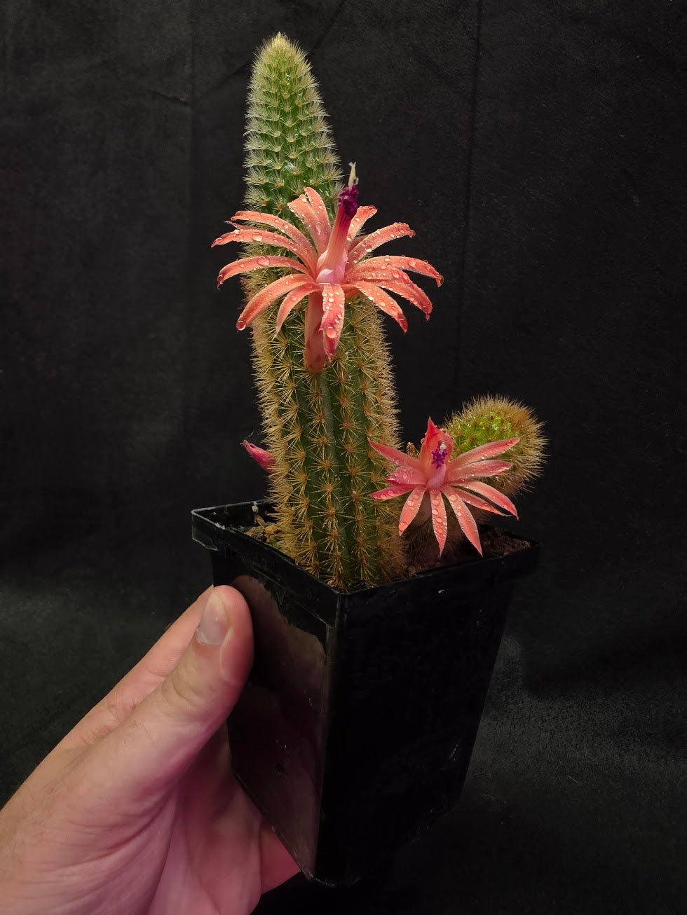 Golden Rat Tail Cactus #08