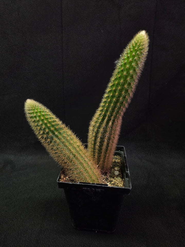 Golden Rat Tail Cactus #09