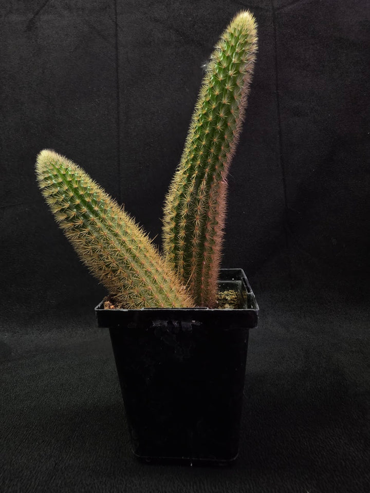 Golden Rat Tail Cactus #09