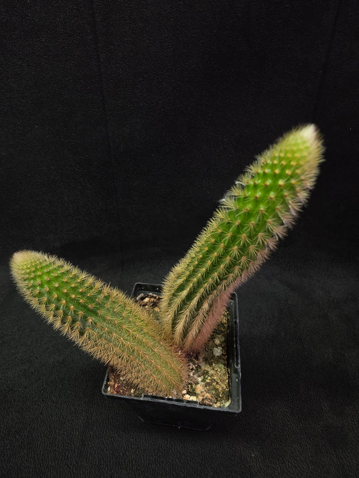 Golden Rat Tail Cactus #09