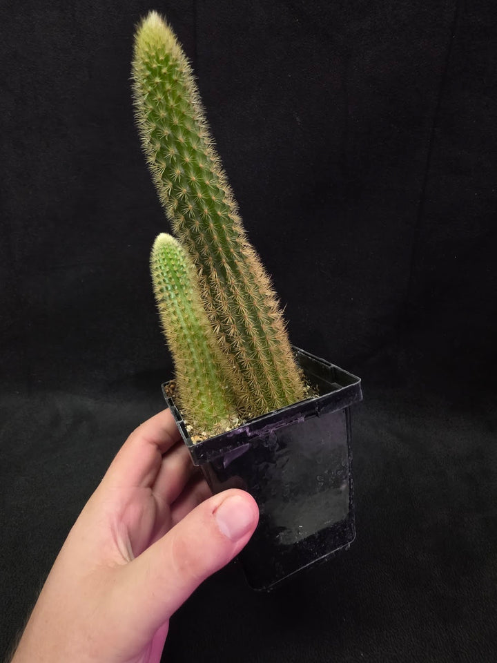 Golden Rat Tail Cactus #09