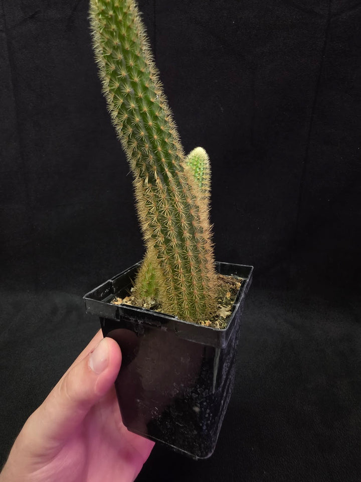 Golden Rat Tail Cactus #09