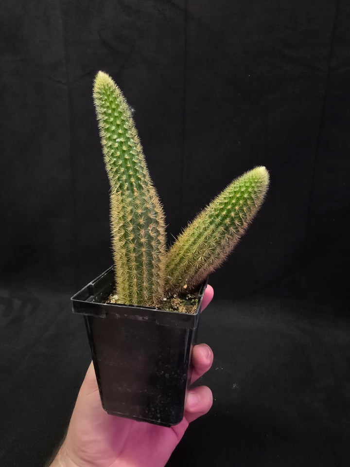 Golden Rat Tail Cactus #09
