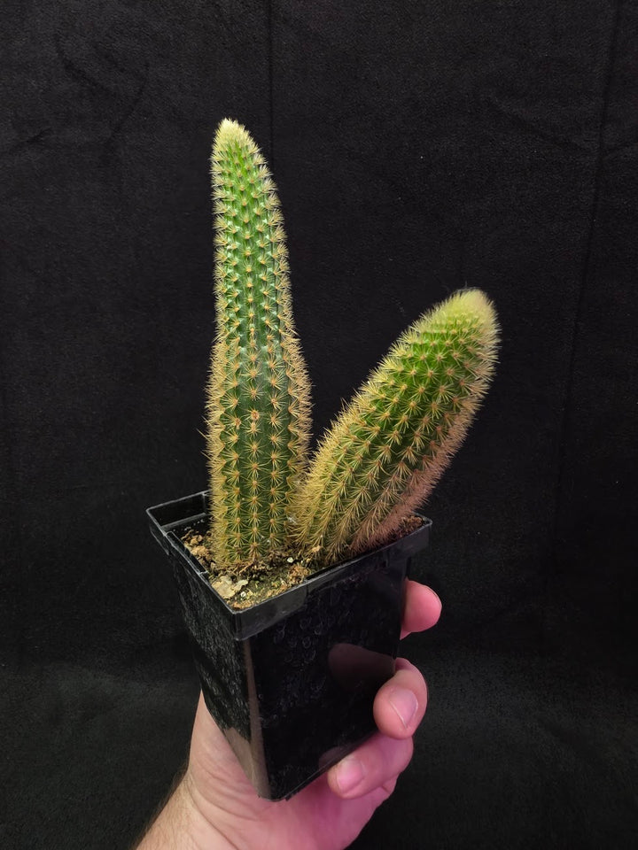 Golden Rat Tail Cactus #09