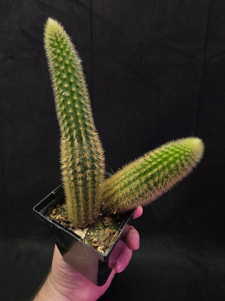Golden Rat Tail Cactus #09