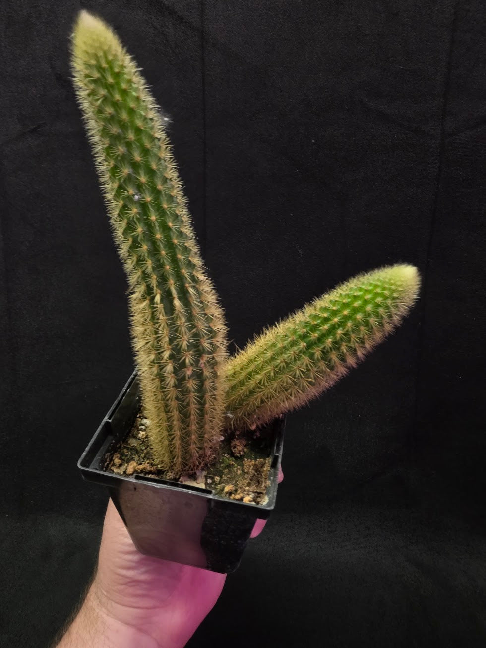 Golden Rat Tail Cactus #09