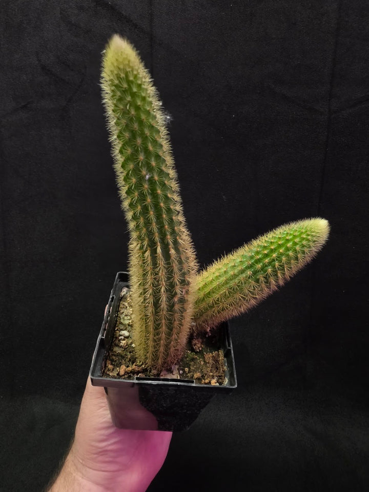 Golden Rat Tail Cactus #09