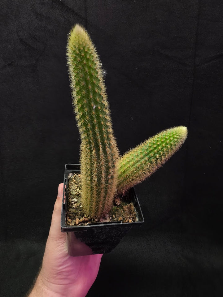 Golden Rat Tail Cactus #09