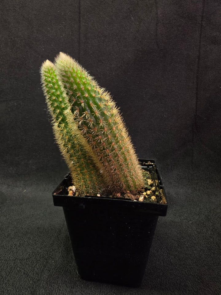 Golden Rat Tail Cactus #10