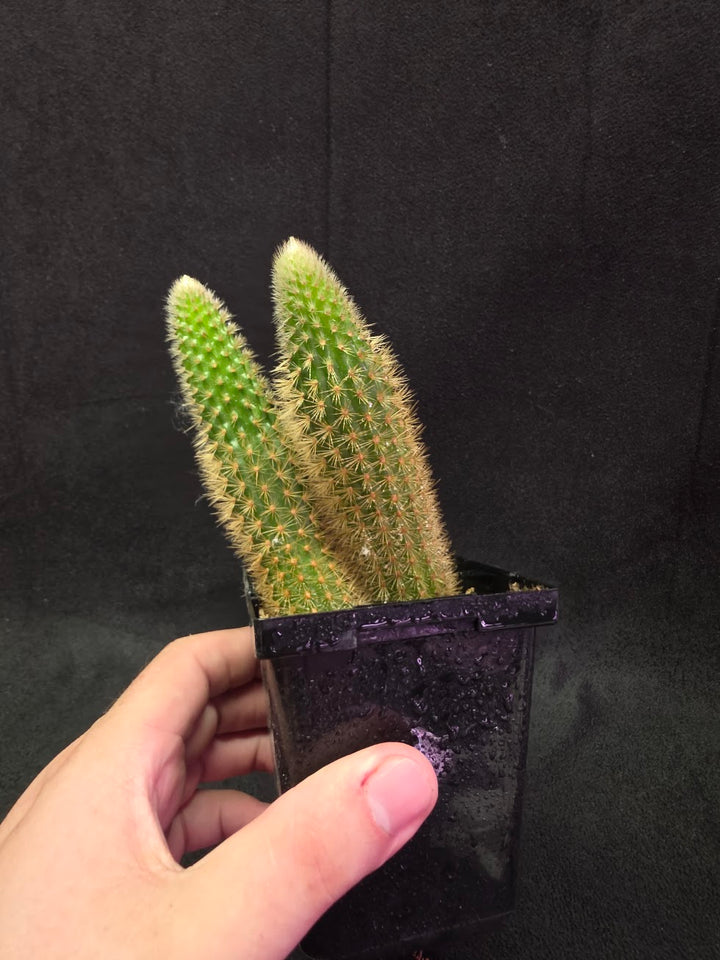Golden Rat Tail Cactus #10