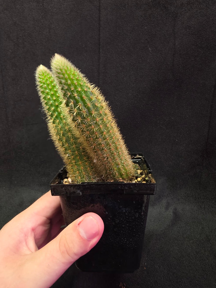 Golden Rat Tail Cactus #10