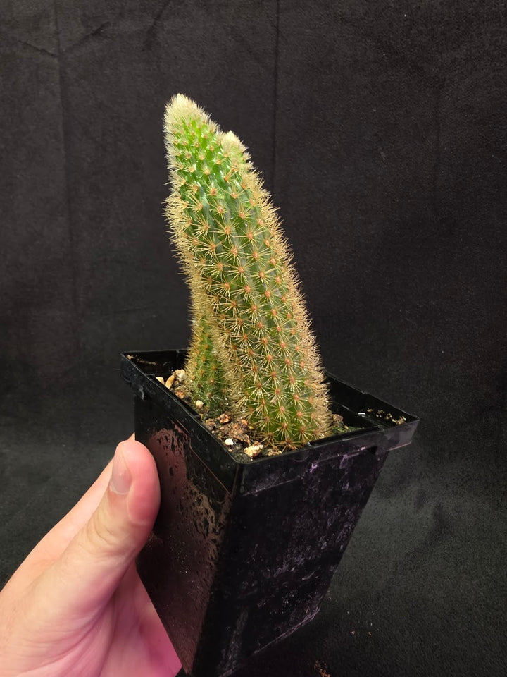 Golden Rat Tail Cactus #10