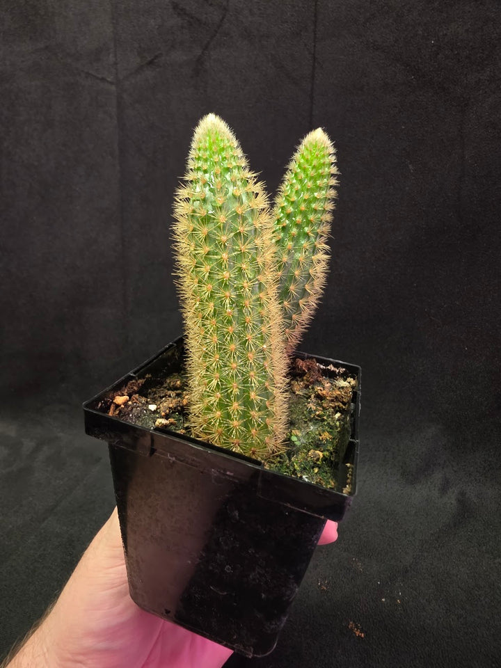 Golden Rat Tail Cactus #10