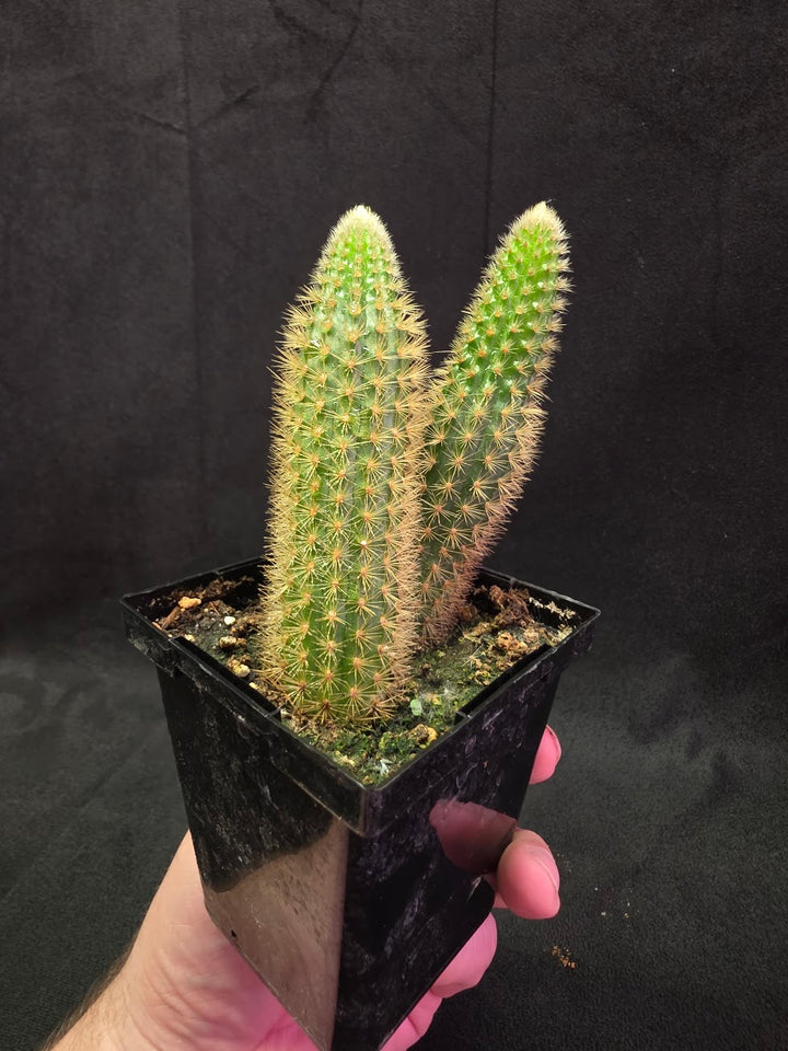 Golden Rat Tail Cactus #10