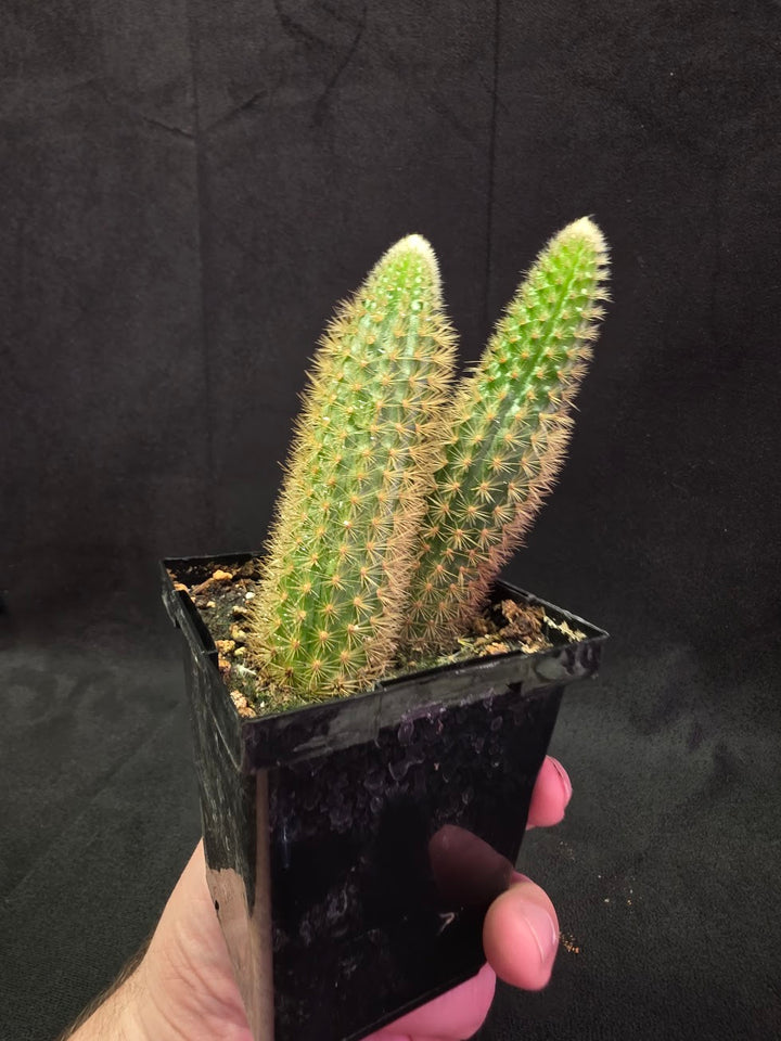 Golden Rat Tail Cactus #10