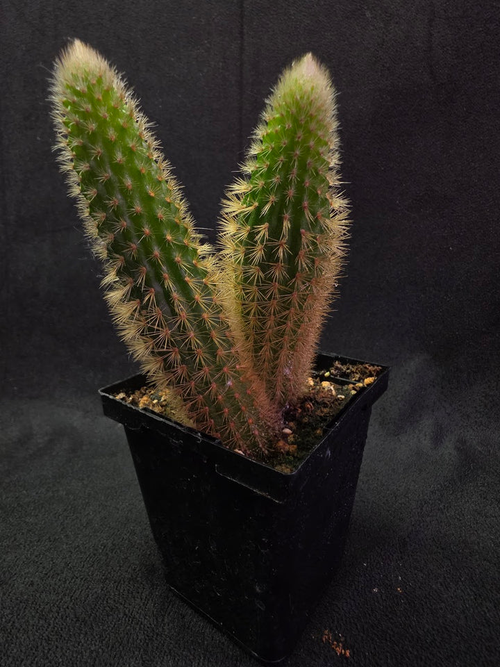 Golden Rat Tail Cactus #10