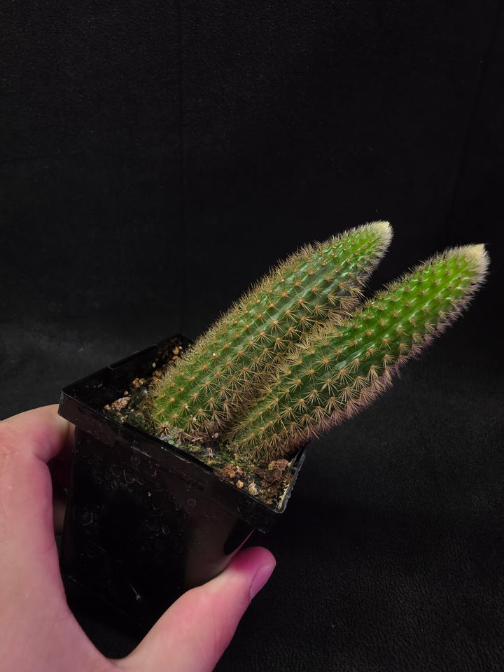 Golden Rat Tail Cactus #10