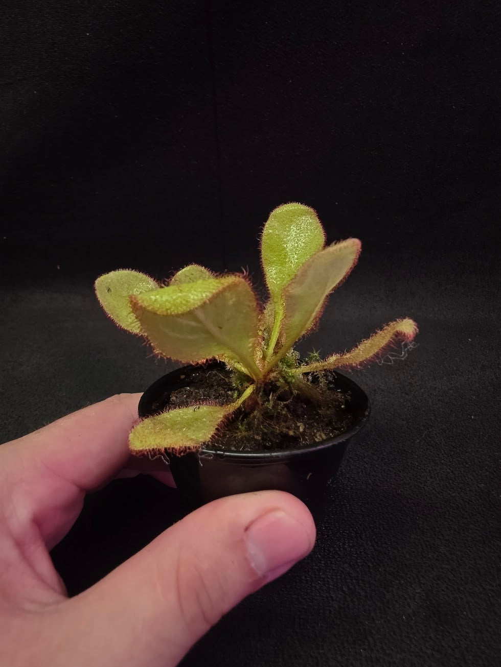 Drosera Andromeda #01 – YEG Exotic Plant Crowd